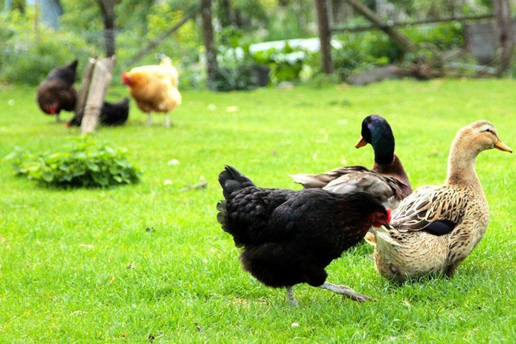 Gite De La Ferme De La Cote Les Damps Eksteriør bilde